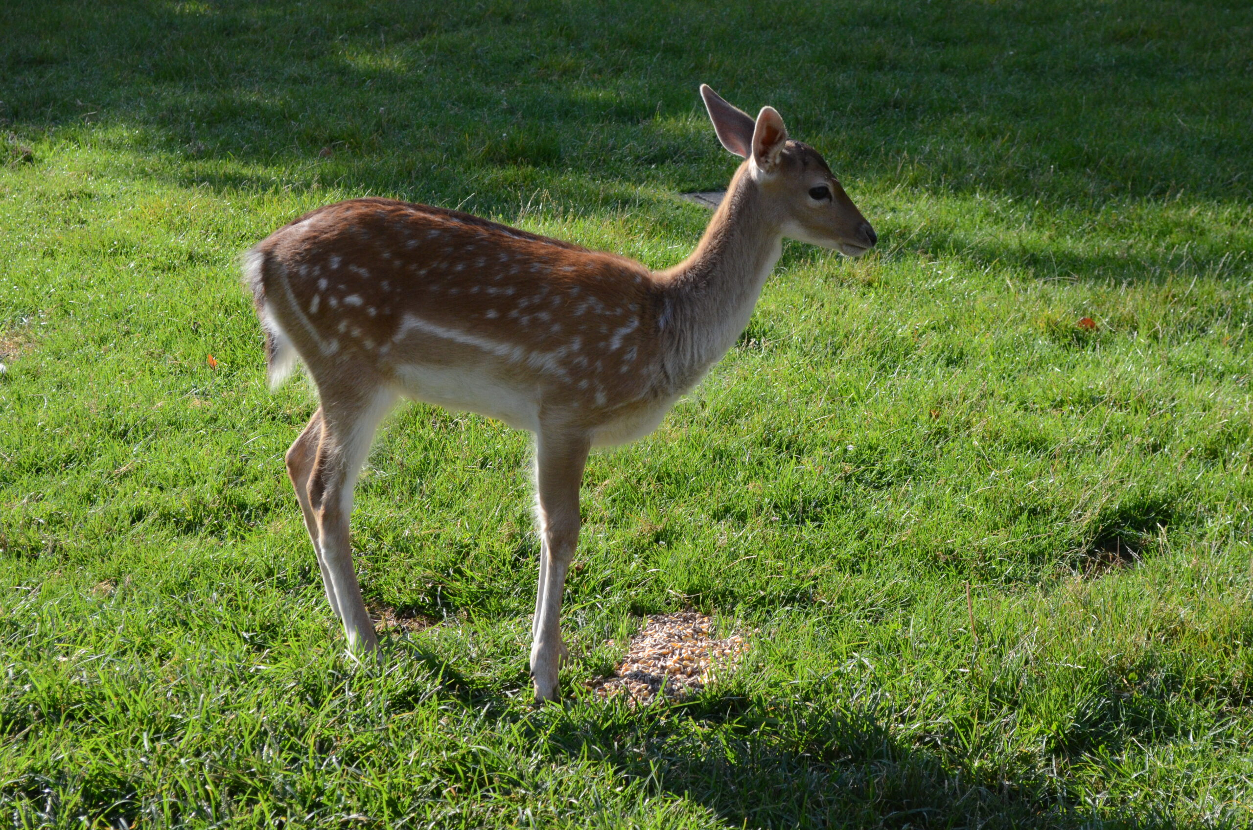 photo de biche